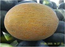 Дыня Стрельчанка