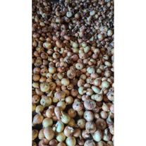 Лук репчатый