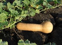 Тыква Прикубанская