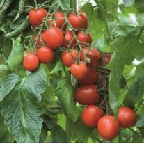 Томат "Толстой"