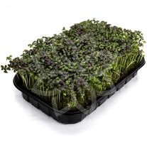 Микрозелень Мизуна