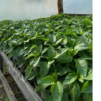 Рассада перцев