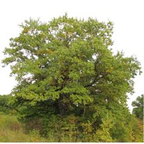 Дуб маньчжурский или монгольский