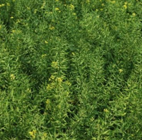 Горчица белая Светланка РСт