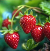 Ягоды земляники сорта «Виктория»