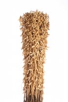 Семена сои Арлета (РС 2)