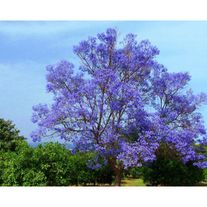 Саженцы Павловнии