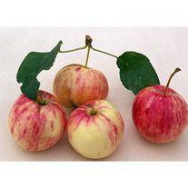 Яблоня, сорт "Абориген"