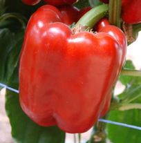 Перец сладкий