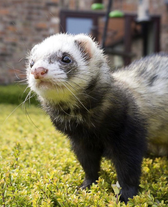 Хорьки живые