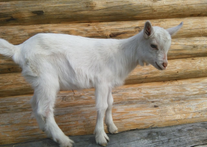 Чистопородные зааненские козлики