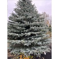 Ель колючая SUPER BLUE