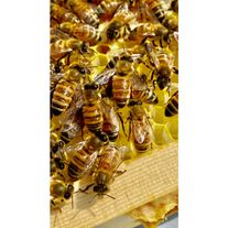 Пчелы породы Карника