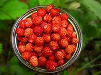 Ягоды земляники садовой