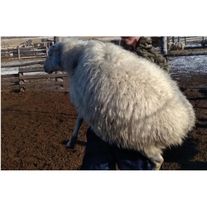 Овцы породы Буубэй