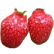 Земляника ред Гонтлет