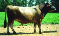 Семя быка Гермес 77