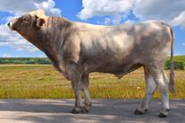 Семя быка Сикрон 858