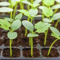 Огурцы (рассада в ассортименте)