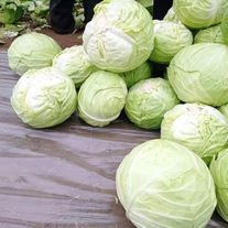 Капуста белокочанная