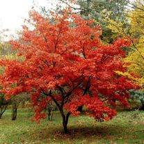 Клен "Гиннала"