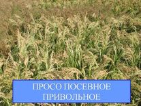 Просо Привольное