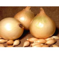 Лук-севок "Стурон"