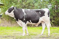 Семя быка Эверли 781