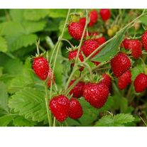 Земляника 'Али-Баба'