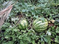 Арбуз Юбиляр