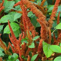Амарант метельчатый бронзовый