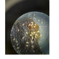 Амблисейус Свирский