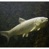 Рыба живая Белый амур