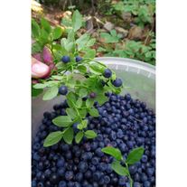 Черника лесная