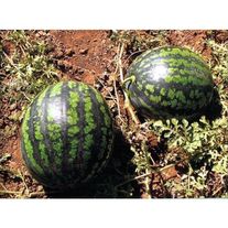 Арбуз, сорт Холодок