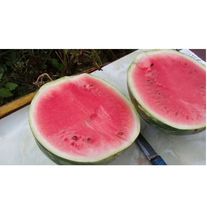 Арбуз, сорт Продюсер