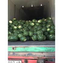 Арбуз сорт Огонек