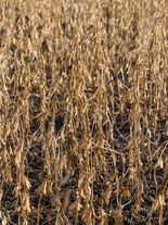 Соя (Glycine max (L.) Merr) ЭН АРГУМЕНТ ®