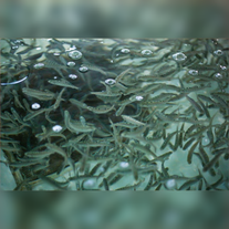 Малек форели, навеска 25 г