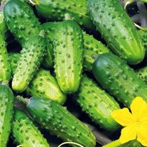 Огурец сорт Астерикс