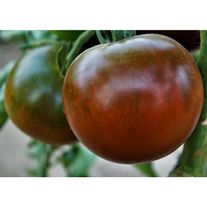Томаты сорт "Кумато"