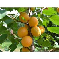 Абрикос "Айсберг"