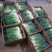 Зелёный лук