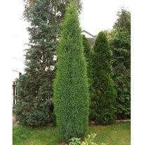 Можжевельник обыкновенный Суецика (ком) 1-1,2 м