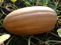 Тыква Витаминная