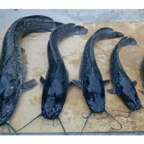 Живая рыба (сом)