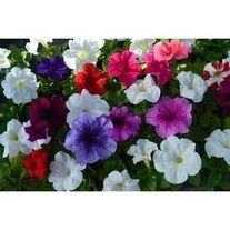 Рассада петунии в ассортименте