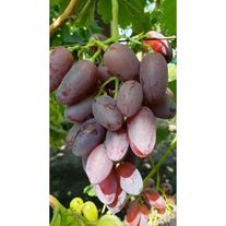 3-х летний саженец винограда "Альбатрос"