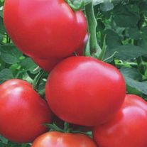 Томаты сорт Семко