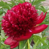 Пион молочноцветковый Red Magic С3 (3 литра)